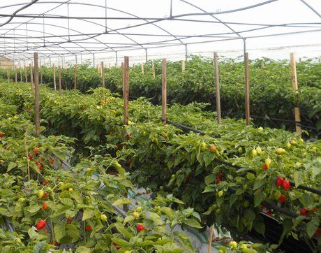 Habaneros Chili Pepper Farm