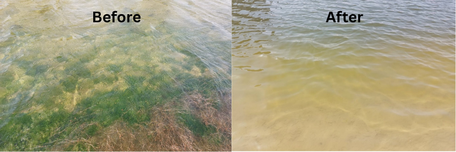 Algae Control